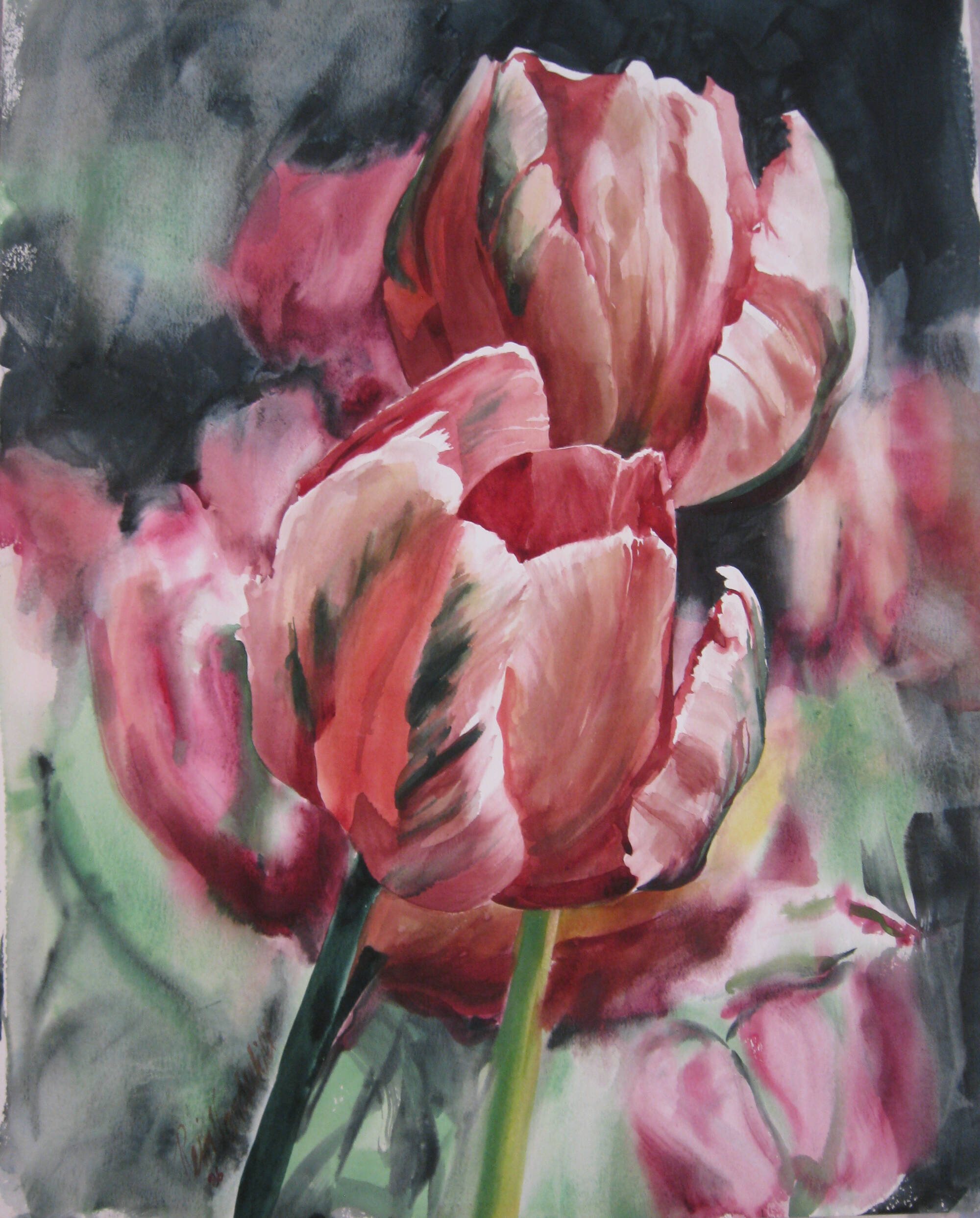 Watercolor painting closeup of red tulips with black accents.